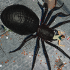 Spider Hunter Amazing City 3D Logo