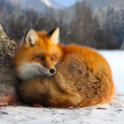 The Fox Logo