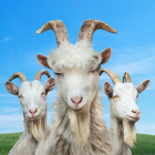 Goat Simulator 3 Logo